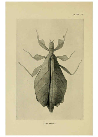 Reproducción/Reproduction 6288756162: Insect life London,A. & C. Black, ltd.,1921