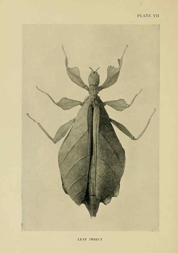 Reproducción/Reproduction 6288756162: Insect life London,A. & C. Black, ltd.,1921