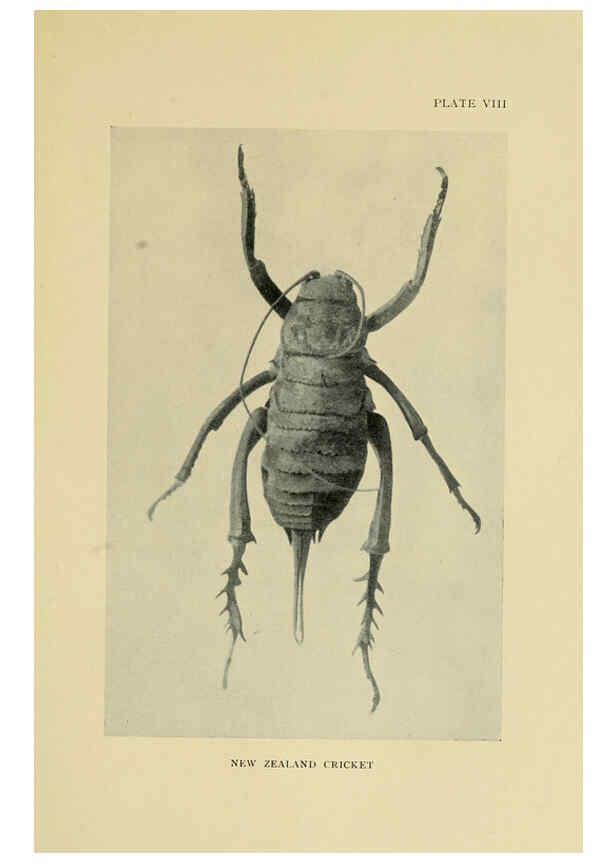 Reproducción/Reproduction 6288756302: Insect life London,A. & C. Black, ltd.,1921