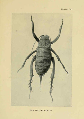 Reproducción/Reproduction 6288756302: Insect life London,A. & C. Black, ltd.,1921
