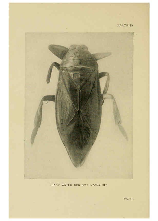 Reproducción/Reproduction 6288756464: Insect life London,A. & C. Black, ltd.,1921