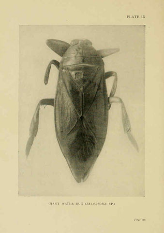 Reproducción/Reproduction 6288756464: Insect life London,A. & C. Black, ltd.,1921