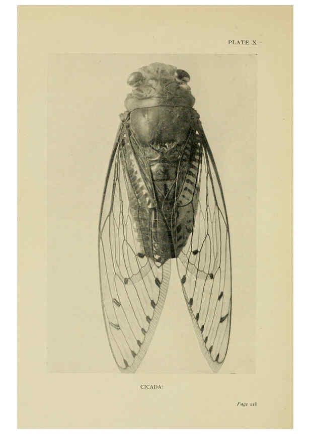Reproducción/Reproduction 6288237141: Insect life London,A. & C. Black, ltd.,1921