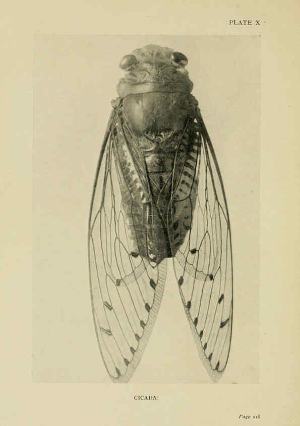Reproducción/Reproduction 6288237141: Insect life London,A. & C. Black, ltd.,1921