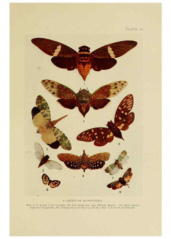 Reproducción/Reproduction 6288237325: Insect life London,A. & C. Black, ltd.,1921