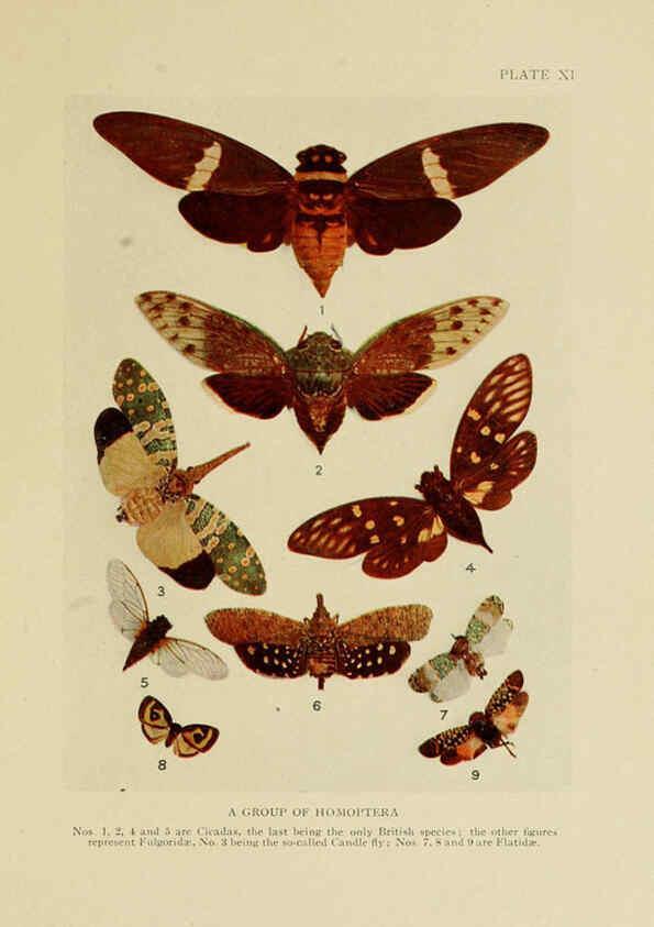 Reproducción/Reproduction 6288237325: Insect life London,A. & C. Black, ltd.,1921