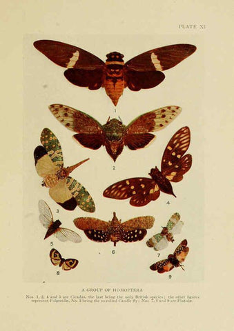 Reproducción/Reproduction 6288237325: Insect life London,A. & C. Black, ltd.,1921