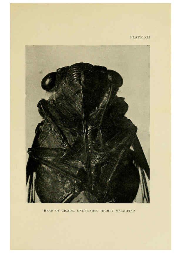 Reproducción/Reproduction 6288756896: Insect life London,A. & C. Black, ltd.,1921