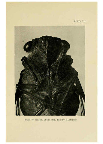 Reproducción/Reproduction 6288756896: Insect life London,A. & C. Black, ltd.,1921