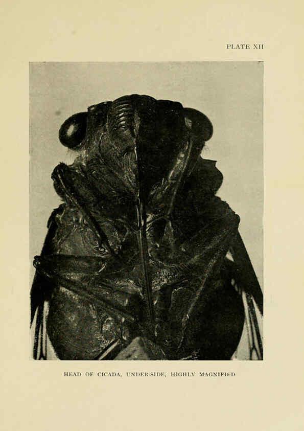 Reproducción/Reproduction 6288756896: Insect life London,A. & C. Black, ltd.,1921