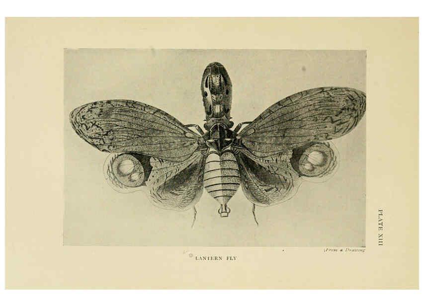Reproducción/Reproduction 6288237623: Insect life London,A. & C. Black, ltd.,1921