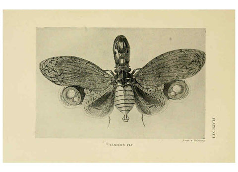 Reproducción/Reproduction 6288237623: Insect life London,A. & C. Black, ltd.,1921