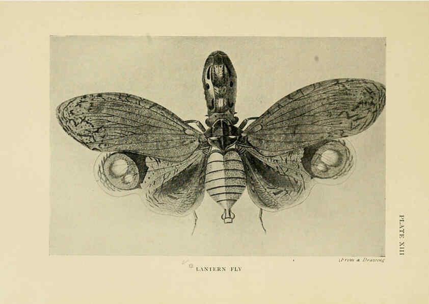 Reproducción/Reproduction 6288237623: Insect life London,A. & C. Black, ltd.,1921