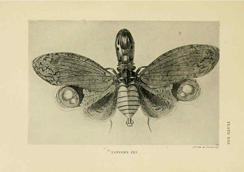Reproducción/Reproduction 6288237623: Insect life London,A. & C. Black, ltd.,1921