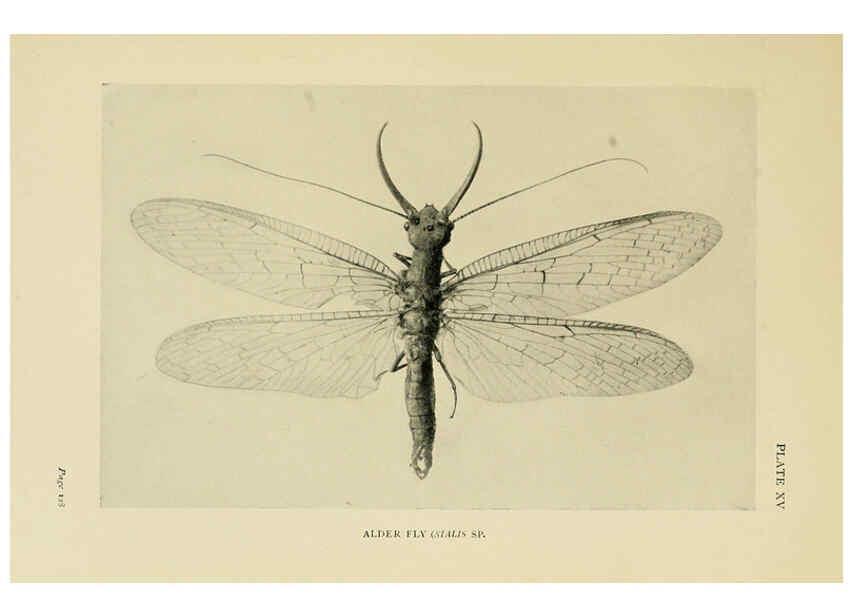 Reproducción/Reproduction 6288757380: Insect life London,A. & C. Black, ltd.,1921