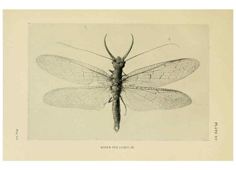 Reproducción/Reproduction 6288757380: Insect life London,A. & C. Black, ltd.,1921