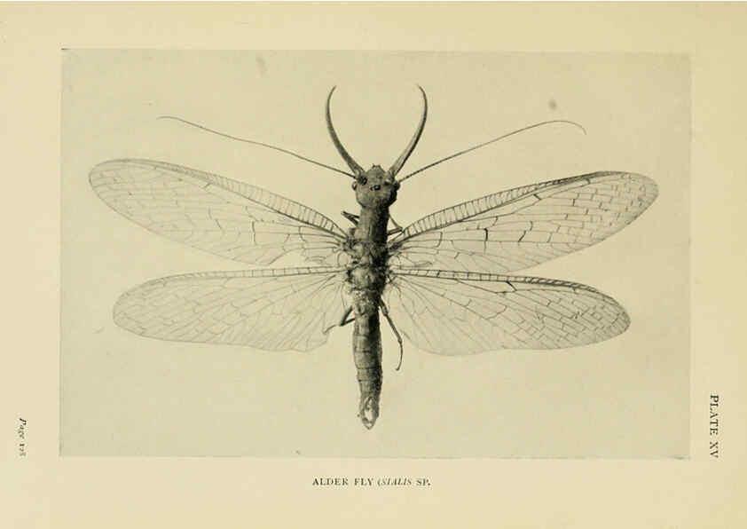 Reproducción/Reproduction 6288757380: Insect life London,A. & C. Black, ltd.,1921