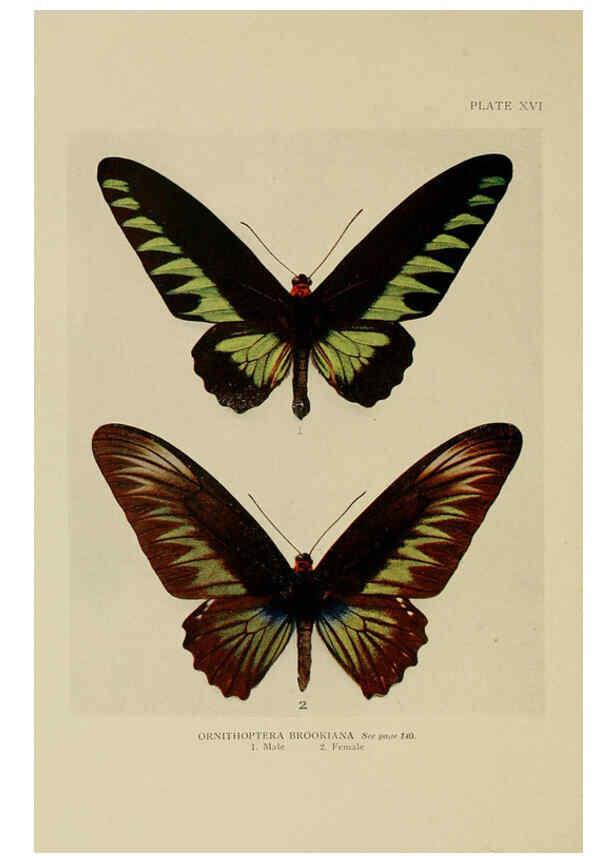Reproducción/Reproduction 6288757614: Insect life London,A. & C. Black, ltd.,1921