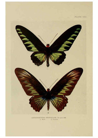 Reproducción/Reproduction 6288757614: Insect life London,A. & C. Black, ltd.,1921