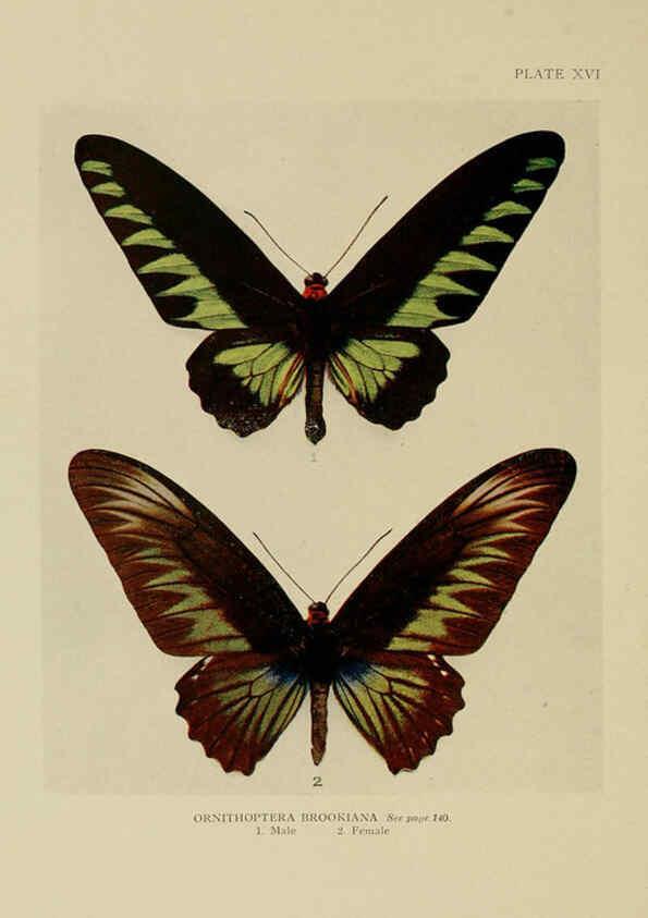 Reproducción/Reproduction 6288757614: Insect life London,A. & C. Black, ltd.,1921