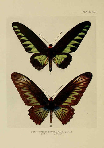 Reproducción/Reproduction 6288757614: Insect life London,A. & C. Black, ltd.,1921