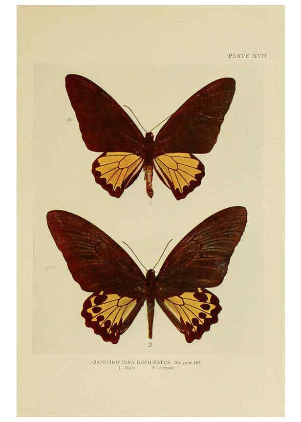 Reproducción/Reproduction 6288757952: Insect life London,A. & C. Black, ltd.,1921