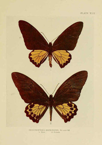 Reproducción/Reproduction 6288757952: Insect life London,A. & C. Black, ltd.,1921