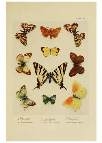 Reproducción/Reproduction 6288238591: Insect life London,A. & C. Black, ltd.,1921