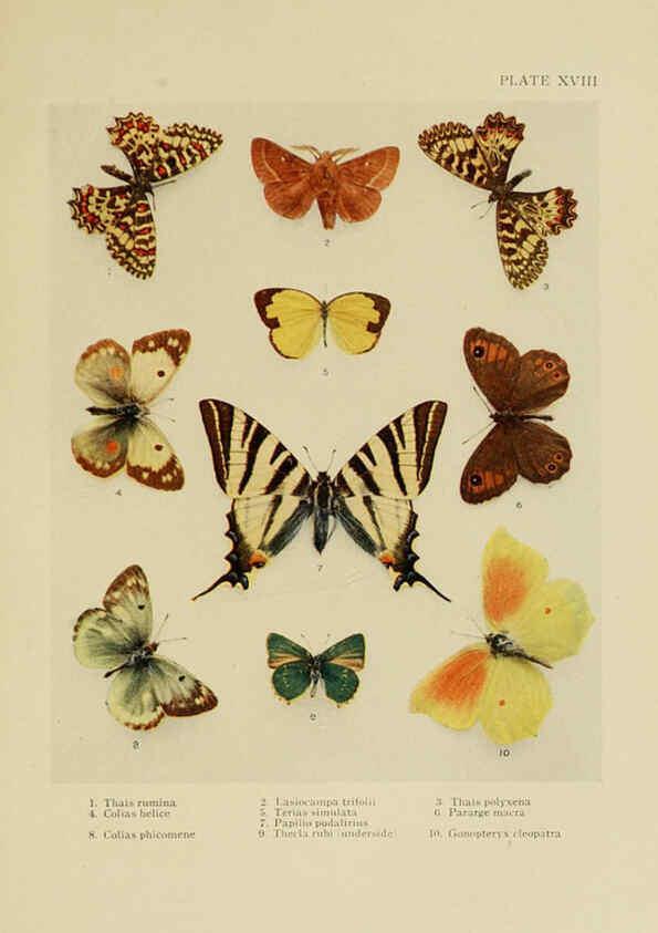 Reproducción/Reproduction 6288238591: Insect life London,A. & C. Black, ltd.,1921
