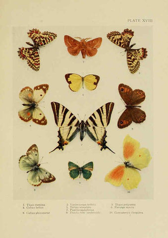 Reproducción/Reproduction 6288238591: Insect life London,A. & C. Black, ltd.,1921