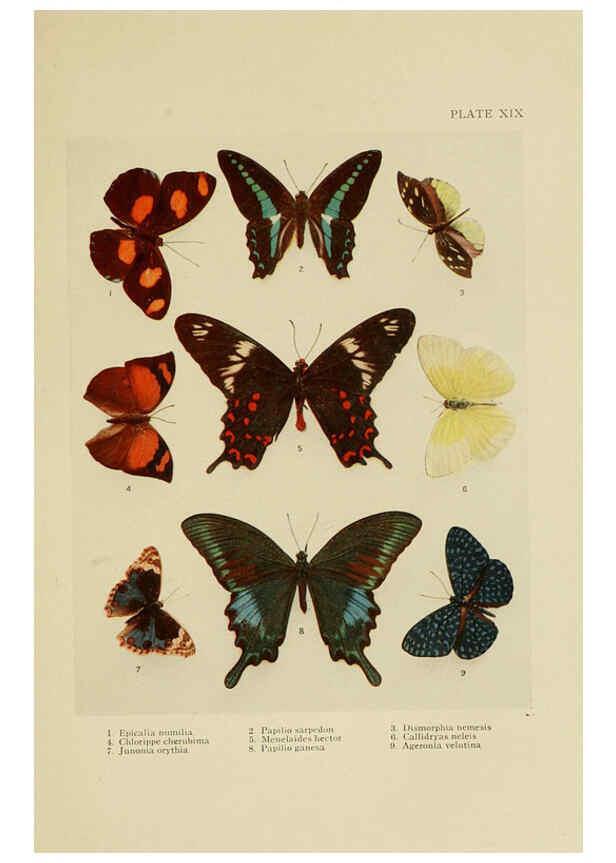 Reproducción/Reproduction 6288758238: Insect life London,A. & C. Black, ltd.,1921