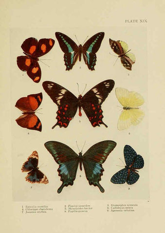 Reproducción/Reproduction 6288758238: Insect life London,A. & C. Black, ltd.,1921