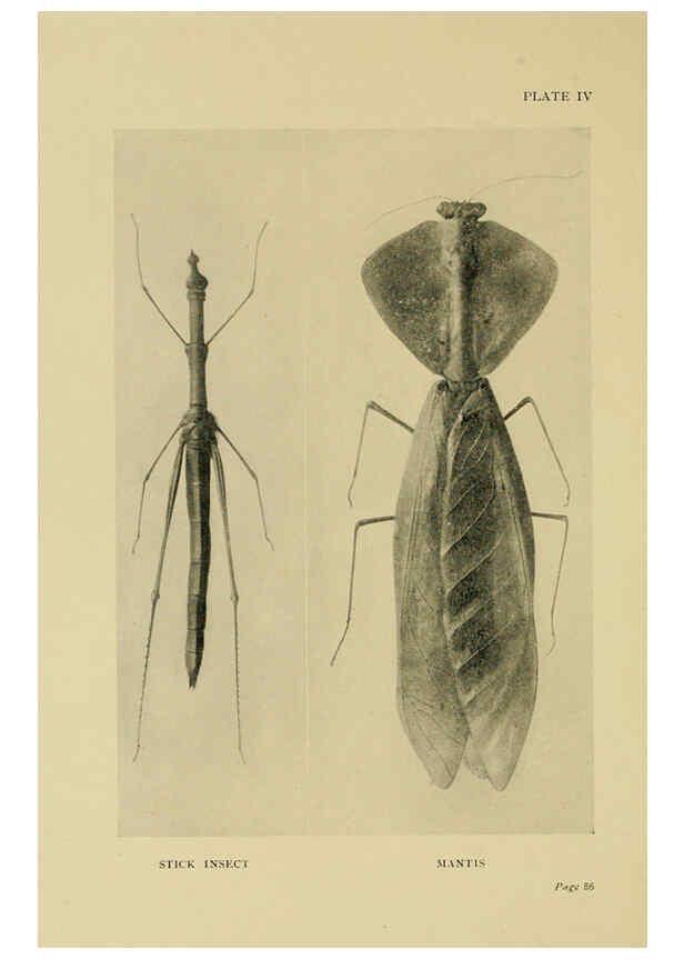 Reproducción/Reproduction 6288755720: Insect life London,A. & C. Black, ltd.,1921
