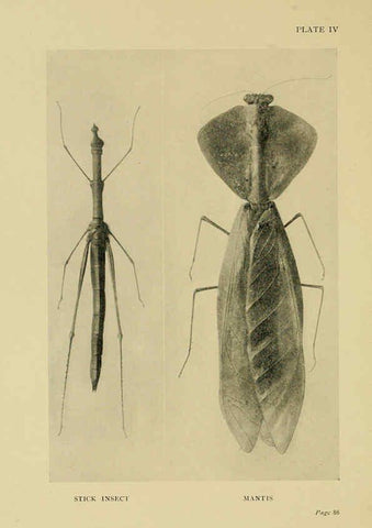 Reproducción/Reproduction 6288755720: Insect life London,A. & C. Black, ltd.,1921