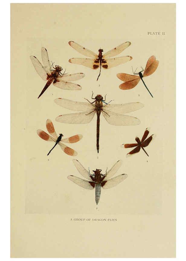 Reproducción/Reproduction 6288755342: Insect life London,A. & C. Black, ltd.,1921