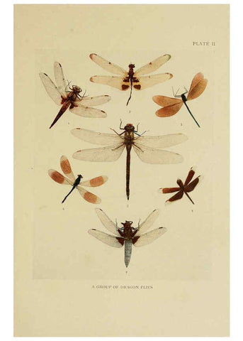 Reproducción/Reproduction 6288755342: Insect life London,A. & C. Black, ltd.,1921