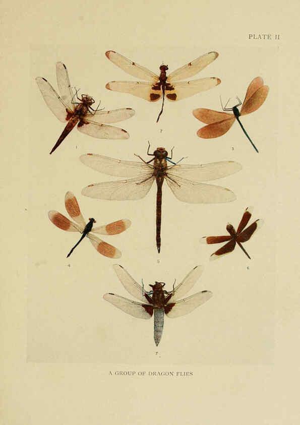 Reproducción/Reproduction 6288755342: Insect life London,A. & C. Black, ltd.,1921