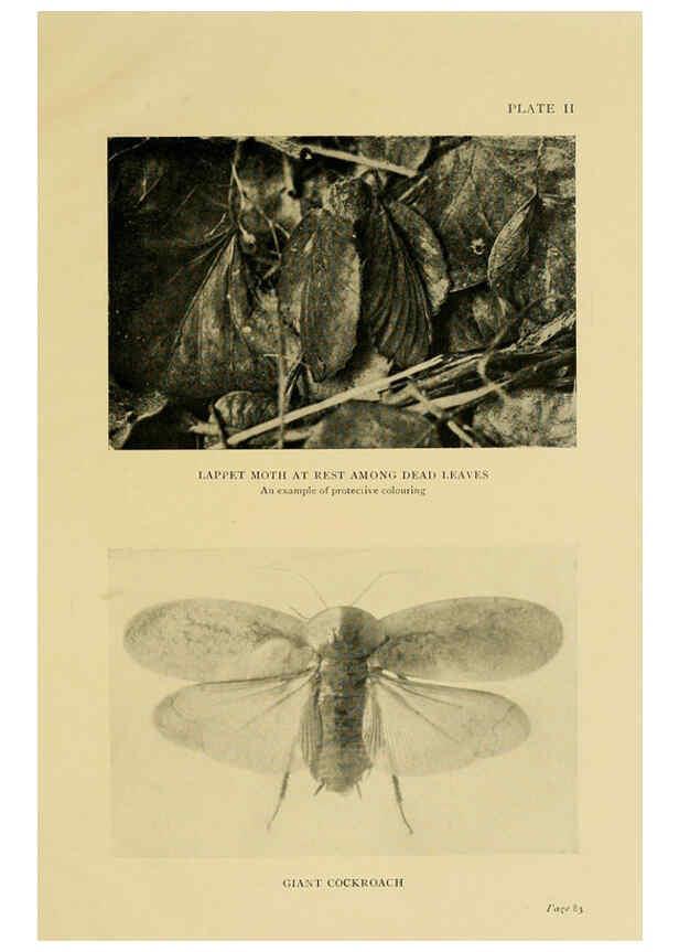 Reproducción/Reproduction 6288755198: Insect life London,A. & C. Black, ltd.,1921