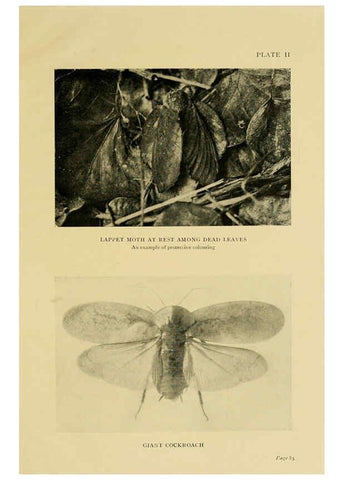 Reproducción/Reproduction 6288755198: Insect life London,A. & C. Black, ltd.,1921