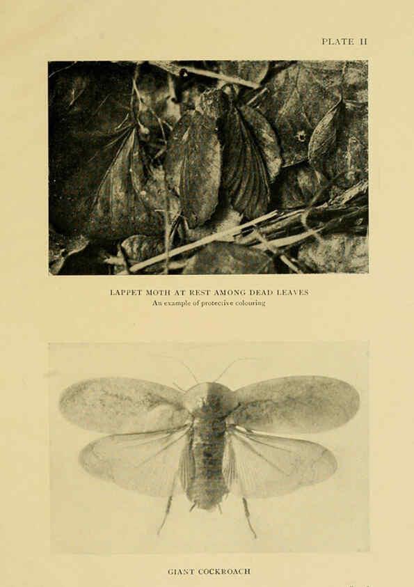 Reproducción/Reproduction 6288755198: Insect life London,A. & C. Black, ltd.,1921