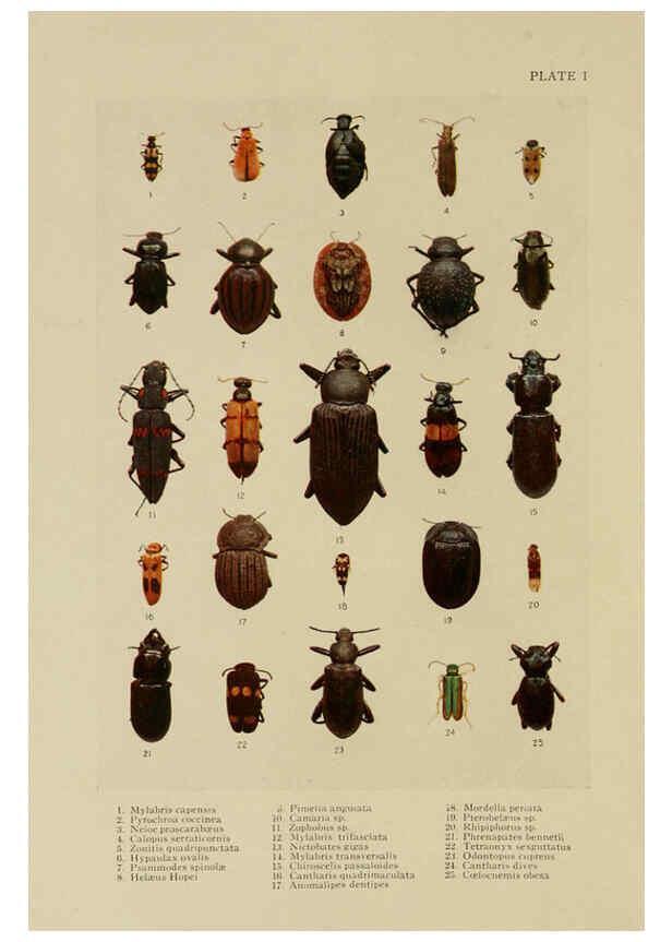 Reproducción/Reproduction 6288755006: Insect life London,A. & C. Black, ltd.,1921
