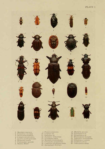 Reproducción/Reproduction 6288755006: Insect life London,A. & C. Black, ltd.,1921