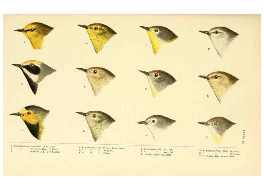 Reproducción/Reproduction 6286761232: A history of North American birds Boston :Little, Brown,1905