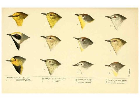 Reproducción/Reproduction 6286761232: A history of North American birds Boston :Little, Brown,1905