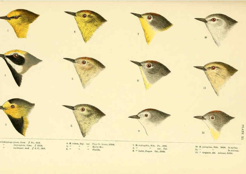 Reproducción/Reproduction 6286761232: A history of North American birds Boston :Little, Brown,1905