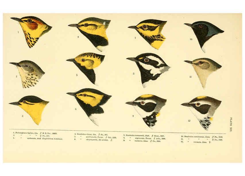 Reproducción/Reproduction 6286761504: A history of North American birds Boston :Little, Brown,1905