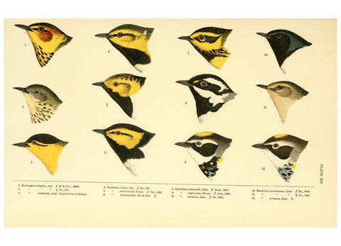 Reproducción/Reproduction 6286761504: A history of North American birds Boston :Little, Brown,1905