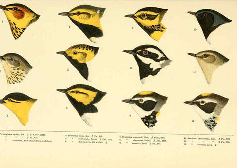 Reproducción/Reproduction 6286761504: A history of North American birds Boston :Little, Brown,1905