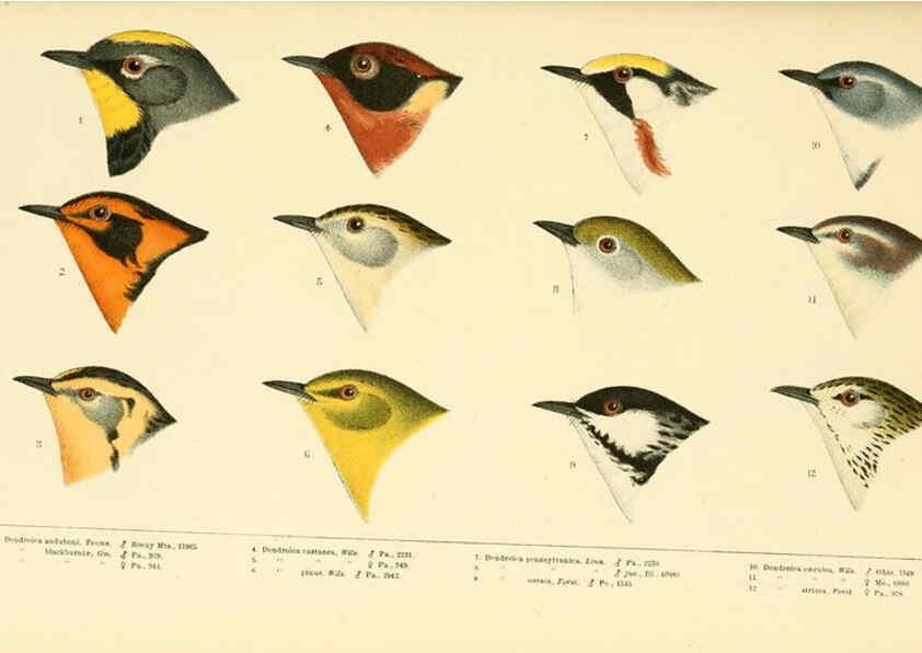 Reproducción/Reproduction 6286242533: A history of North American birds Boston :Little, Brown,1905