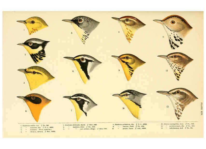 Reproducción/Reproduction 6286761996: A history of North American birds Boston :Little, Brown,1905